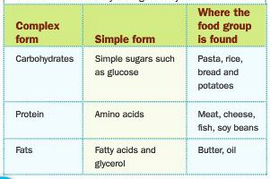 simplest form in which carbohydrates break down in the body
 The Digestive System - Science10